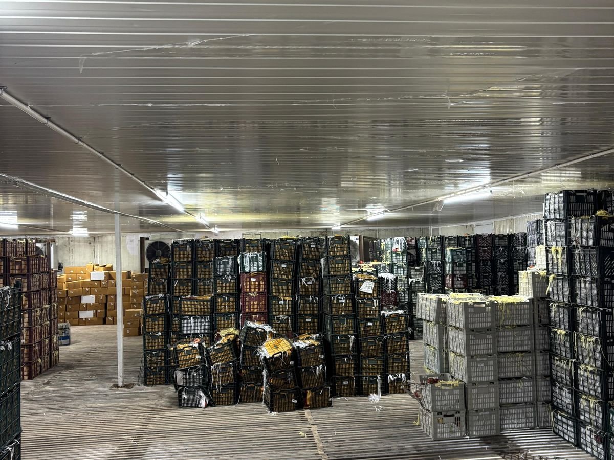 Cold chamber stacked with graded cartons