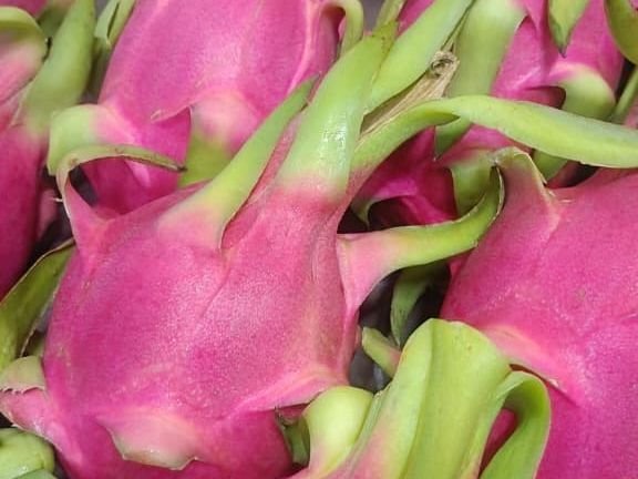 Dragon fruit
