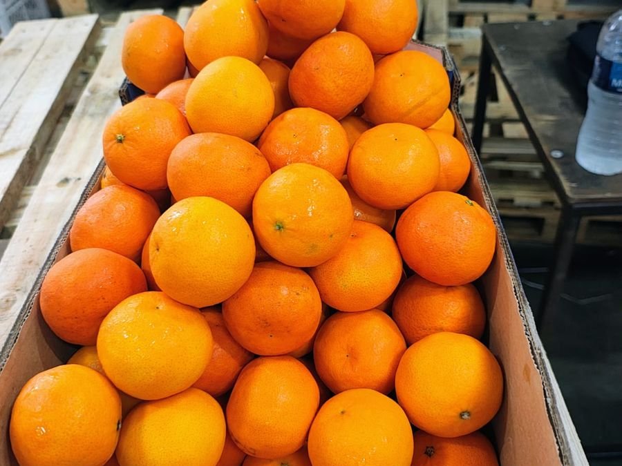 Orange & citrus